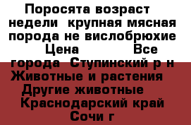 Поросята возраст 4 недели, крупная мясная порода(не вислобрюхие ) › Цена ­ 4 000 - Все города, Ступинский р-н Животные и растения » Другие животные   . Краснодарский край,Сочи г.